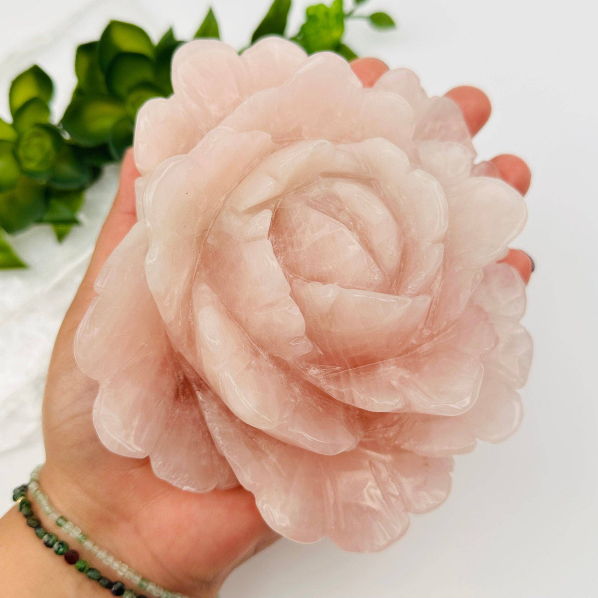 Hand holding a large pink flower with a blurred green plant in the background
